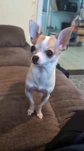 What is Lucy trying to say? | Frankie, Gus & Lucy