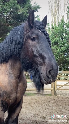 Cheval de Trait Belge : Charisme et Force