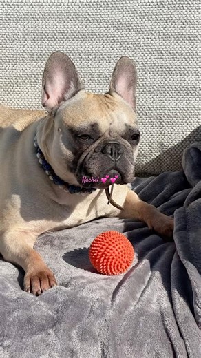 Rachel 💕💕Mon Amour #frenchbulldog #bulldog #frenchie