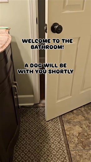 It never fails #yorkie #Dog #dogsoffacebook | MrThunder Wink Holley