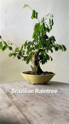 Brazilian Raintree Prunin Timelapse #bonsai #bonsaitree #pruning #tutorial