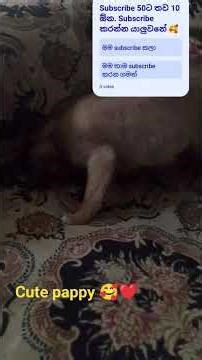cute pappy 😽