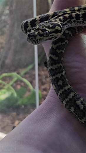 Stunning Shed of a Zebra Carpet Python