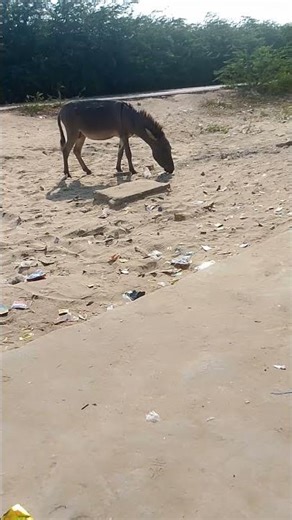 A hungry donkey eating wrapper