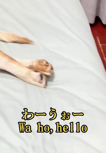 #笑 #爆笑 #爆笑動画 #funny #動物 #犬 わーうぉー、hello