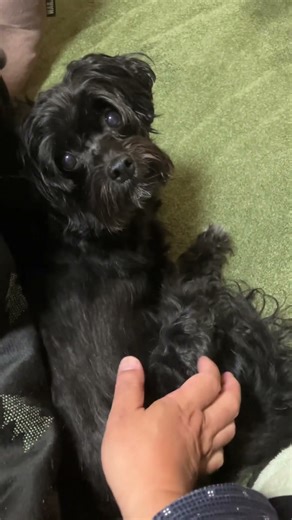 ゴジラ犬のらら #dog #ゴジラ #プードル #animals #animation #cute #godzilla #子犬 #犬 #癒し