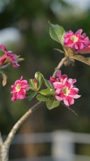 Adenium Grafting “Silver Fox” 🌸 | Step-by-Step Guide