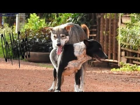 Dogs Barking & Chasing Each Other 🐶 | Funny Dog Fight Moments