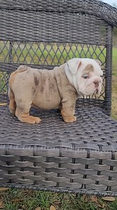 Micro English 😱 😱 ❤️💙👌🙏🤩💯🥰🥰😬😬 . . . . #micro #gordosbulldogz #bulldogs #bulldogsofinstagram #microenglishbulldog #microenglishbulldog #bully #bulldog #bulldogsofpetsagram #englishbulldogpuppy | gordosbulldogz