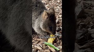 Quokkas show off their love for fresh corn in playful ways