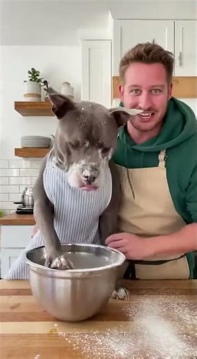 Cooking with My Pitbull — The Cutest Kitchen Helper!
