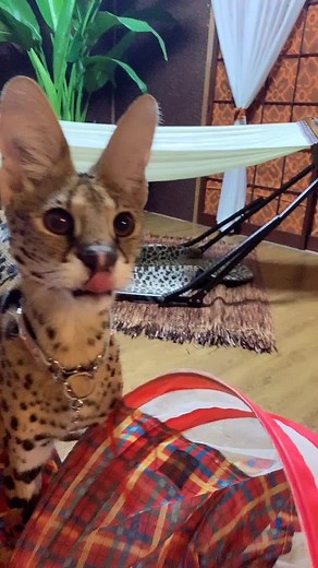 かわいい猫たちのふわもこ生活