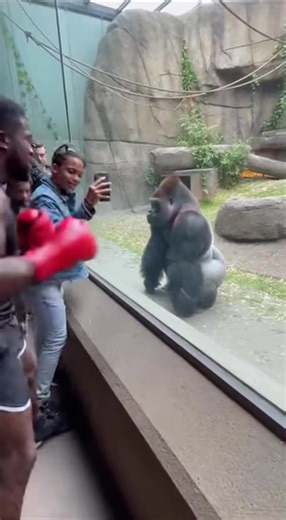 #orangutan #zoo #boxing #boxer