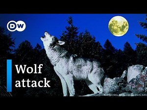 Wolves In Germany - Farmers Fear For Their Livestock