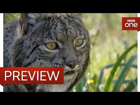 Releasing a lynx into the wild - Big Cats - BBC