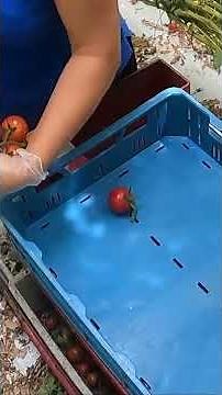 Praca przy zbiorach w Holandii