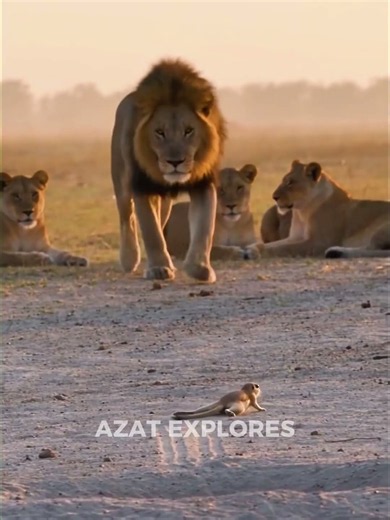 A Tiny Squirrel Trolls the Mighty Lion! 😂🐿️🦁