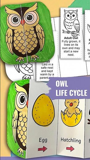 Owl life cycle, cut paste, science kids, stem activity #educationalvideo #kidsactivities