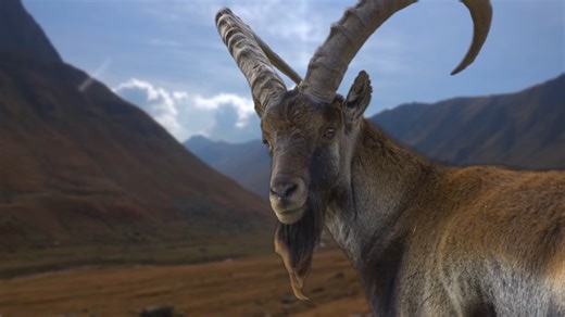 Watch what happens when one of the rarest hoofed animals appears in the wild