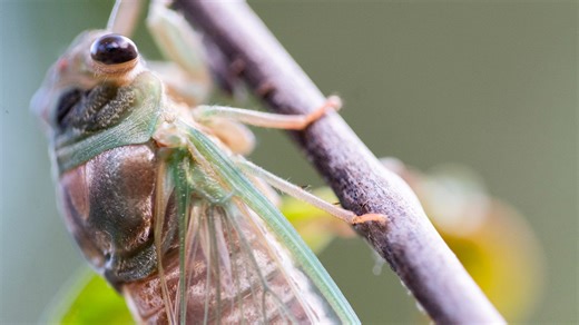 Cicada season hits Ohio. Here's how $20 tree nets can protect your trees from damage
