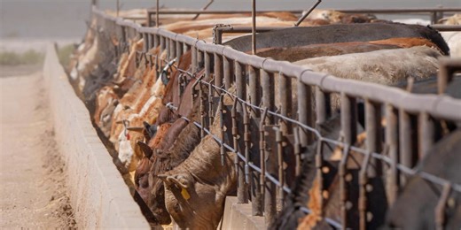 Environmental groups appeal federal court decision on EPA reporting requirements