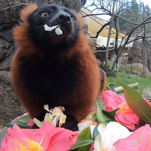 197K views · 19K reactions | Thalia is fueled by flower power. | Oregon Zoo | Facebook