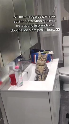 Mon chat m'observe sous la douche : moment mignon #phophocat