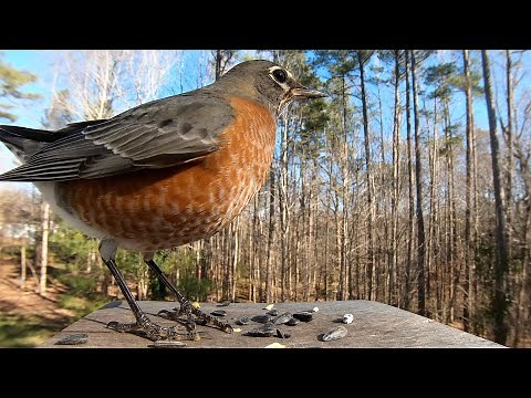 American Robin - Springtime - Watch Before your Next Bird Outing!