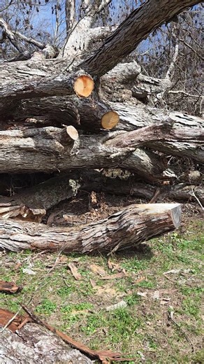 "Learn character from trees, values from roots, and change from leaves." — Tasneem Hameed