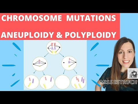CHROMOSOME mutations - A level biology. Nondisjunction in meiosis. Aneuploidy & polyploidy