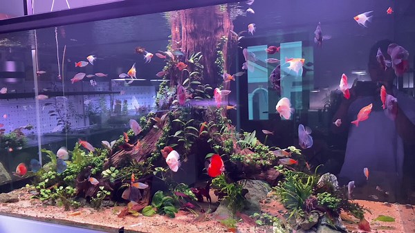 Tình trạng chung của anh em chơi thuỷ sinh #totallie #thuysinh #aquatic #TL