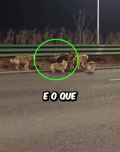 Eles foram ROUBADOS… mas voltaram SOZINHOS após 17km 😱🐕