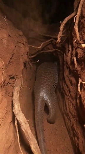 Inside the Underground World of a Giant Pangolin — Micro Camera on Its Back