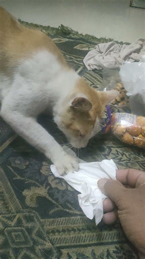 KUCING GEMBUL PULANG MAIN