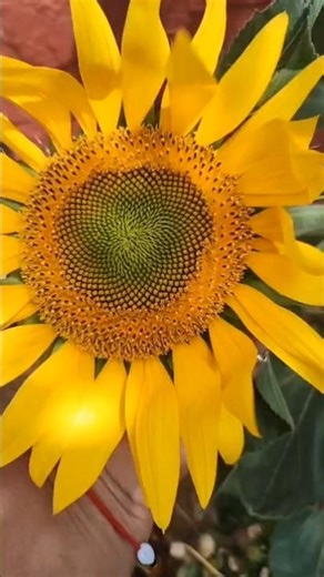 Sun Flower (Helianthus annus)