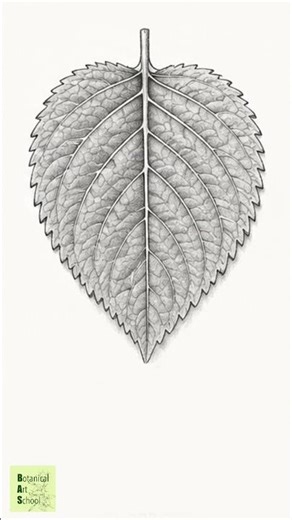 [보태니컬아트] 깻잎 그리는 법 How to Draw a Perilla Leaf (Step-by-Step)