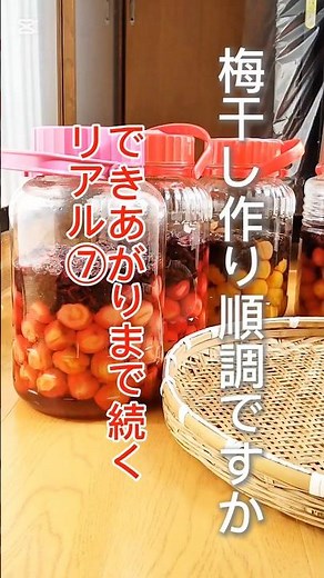 梅干し作り⑦|梅干しの天日干しのタイミング|赤い梅干し|紫蘇梅干し|#梅干し作り方 #シソ梅干し#土用干し