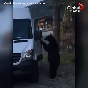 462K views · 3.4K shares | Have you ever seen a bear use his paws to...