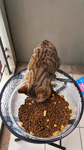 239 reactions · 3 comments | Finally found a dry food that’s safe, tasty, and picky-eater friendly! ✨Mr. Vet T2 is made with real chicken & salmon, packed with Omega-3 & 6 for a healthy coat and skin.Certified by FDA, ISO, HACCP, and BRCS — so you know it’s made with quality and safety in mind.@MR.VET Philippines #mrvet #mrvetphilippines #cat #catessentials https://vt.tiktok.com/ZSkxcevD7/ | Mark Anthony Petalbo Borcelo | Facebook