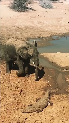 ワニが怖いゾウ【ずんだもん解説】