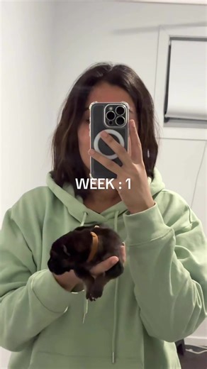 Newborn German Shepherd Puppy Development in Two Months