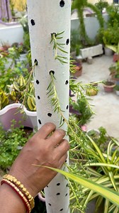 Rose moss tower 🩷💜💛 #trendingreels #portulaca #summerplants #plantbased | Pro_planting