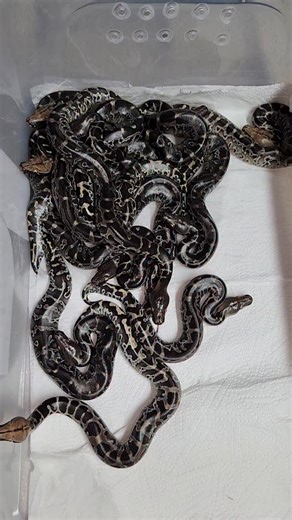 Baby Sumatran Short-tailed Pythons (Python curtis) all out and about. I am going to hold back the lightest one in the hope it will be a nice chrome head but I have often found they go darker. I would like a proper chrome head. I have the pumpkin head and obviously the black head. #python #shorttailedpython #snake #blackbloodpython #sumatranshorttailpython | Reptile Garden