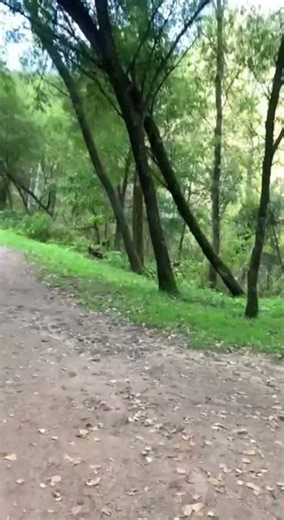 Walking Along a Mountain River 🌊 Altai Nature and Forest Calm