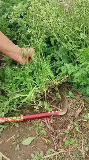 Title: Nature's Embrace: Shepherd's Purse in Rural HarmonyOS Agriculture