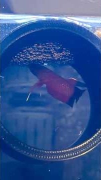My NEW Wild Betta Pair Just SPAWNED! 😳 #betta #botanical #fishbreeding #blackwater #dakuaquatics