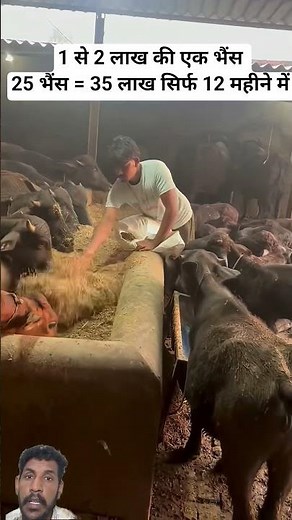 25 Buffalo 1.5 lakh per buffalow = Dairy Farm Income ₹35 Lakh in 12 Months 😱🐄 Real Earnings Truth