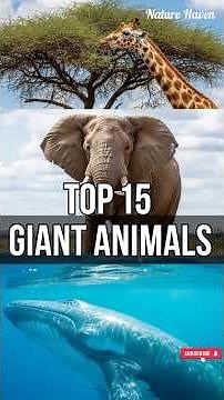 Top 15 Giant Animals You Won’t Believe Exist 🐋😱