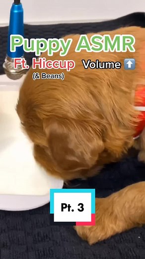 Puppy ASMR Featuring Hiccup & Beans - Volume Up