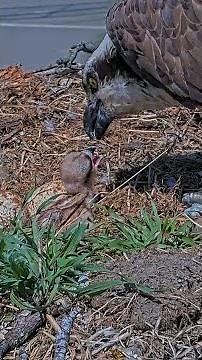 Chick's First Feeding On Hellgate Osprey Cam